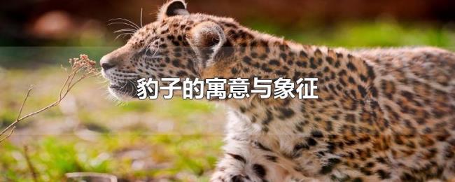 豹子的寓意与象征