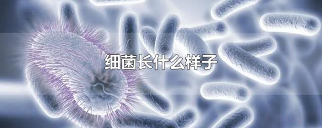细菌长什么样子 细菌长什么样子