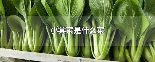 小棠菜是什么菜 小棠菜是什么菜