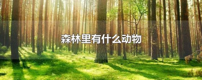 森林里有什么动物
