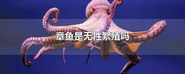 章鱼是无性繁殖吗 章鱼是无性繁殖吗