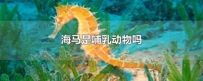 海马是哺乳动物吗 海马是哺乳动物吗