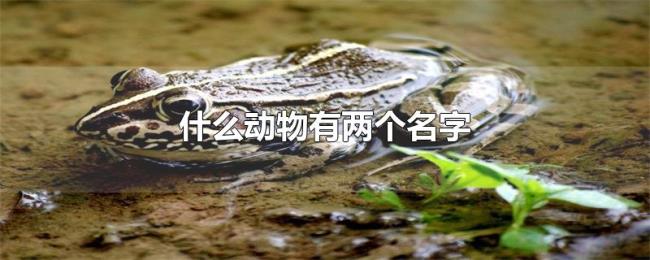 什么动物有两个名字 什么动物有两个名字