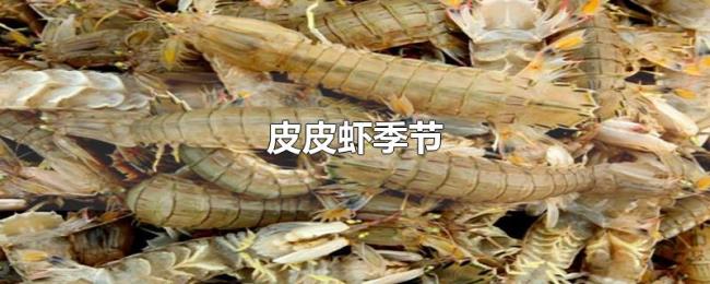 皮皮虾季节 皮皮虾季节