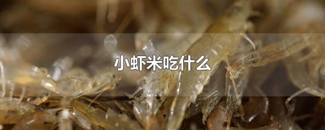 小虾米吃什么 小虾米吃什么