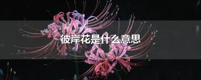 彼岸花是什么意思 彼岸花是什么意思