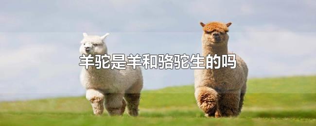 羊驼是羊和骆驼生的吗