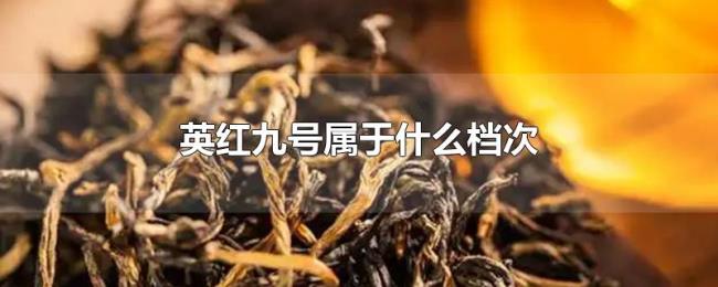 英红九号属于什么档次 英红九号属于什么档次