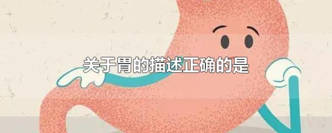 关于胃的描述正确的是 关于胃的描述正确的是