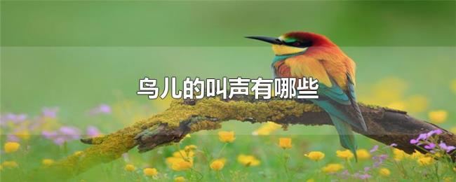 鸟儿的叫声有哪些