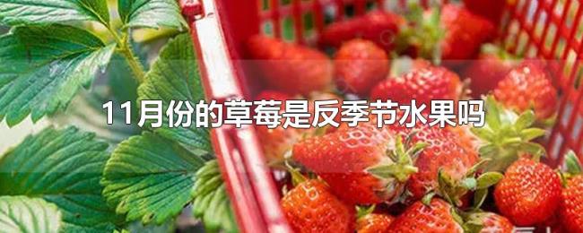 11月份的草莓是反季节水果吗