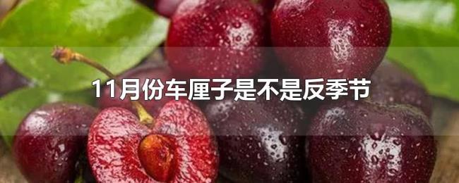 11月份车厘子是不是反季节 11月份车厘子是不是反季节