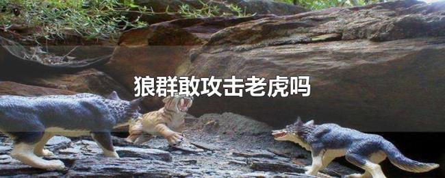 狼群敢攻击老虎吗 狼群敢攻击老虎吗