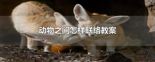 动物之间怎样联络教案 动物之间怎样联络教案