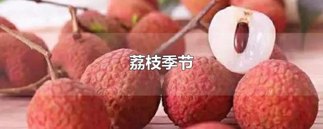 荔枝季节 荔枝季节
