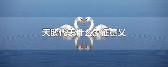 天鹅代表什么象征意义