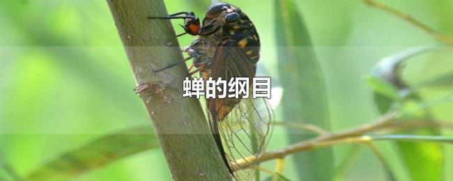 蝉的纲目 蝉的纲目