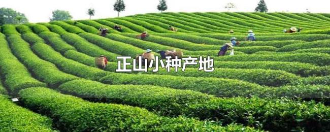 正山小种产地 正山小种产地