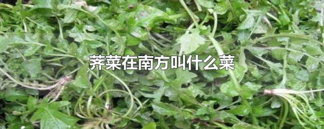 荠菜在南方叫什么菜 荠菜在南方叫什么菜