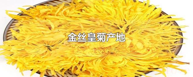 金丝皇菊产地 金丝皇菊产地