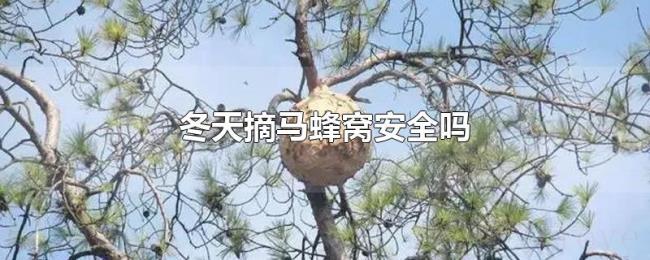 冬天摘马蜂窝安全吗 冬天摘马蜂窝安全吗