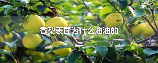 香梨表面为什么油油的 香梨表面为什么油油的