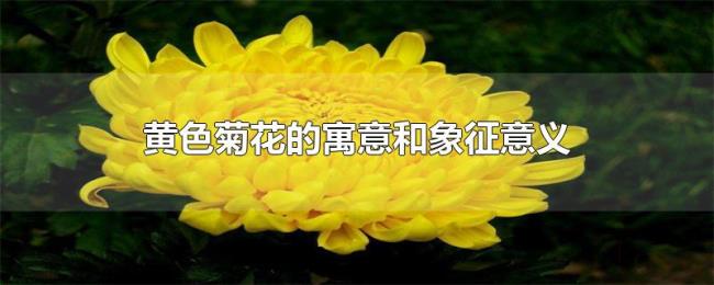 黄色菊花的寓意和象征意义 黄色菊花的寓意和象征意义