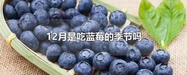 12月是吃蓝莓的季节吗 12月是吃蓝莓的季节吗