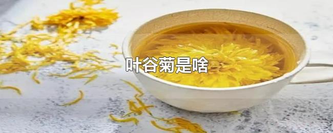 叶谷菊是啥 叶谷菊是啥