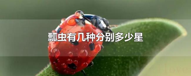 瓢虫有几种分别多少星