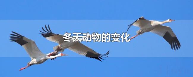 冬天动物的变化 冬天动物的变化