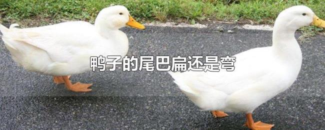 鸭子的尾巴扁还是弯 鸭子的尾巴扁还是弯