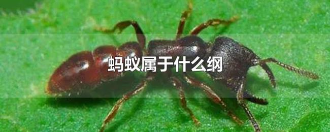 蚂蚁属于什么纲 蚂蚁属于什么纲