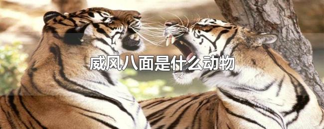 威风八面是什么动物 威风八面是什么动物