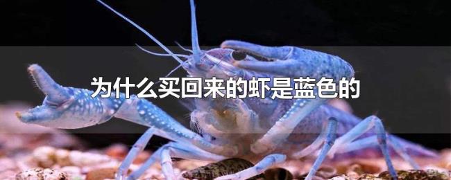 为什么买回来的虾是蓝色的 为什么买回来的虾是蓝色的