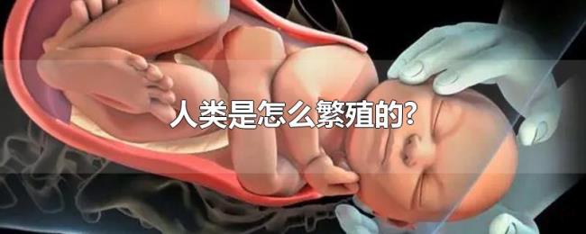 人类是怎么繁殖的?