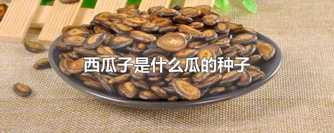 西瓜子是什么瓜的种子 西瓜子是什么瓜的种子