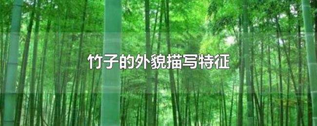 竹子的外貌描写特征