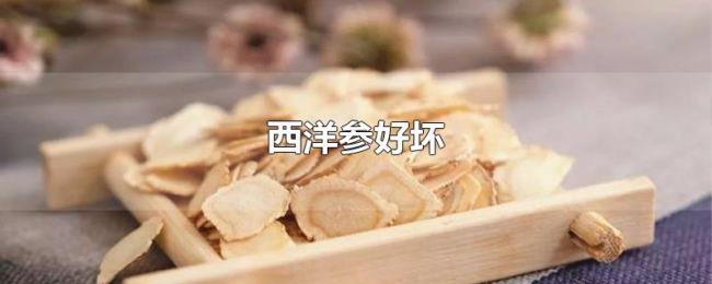 西洋参好坏 西洋参好坏
