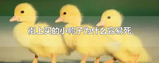 街上买的小鸭子为什么容易死 街上买的小鸭子为什么容易死
