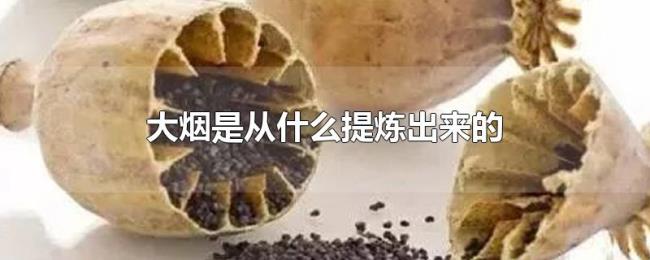 大烟是从什么提炼出来的 大烟是从什么提炼出来的