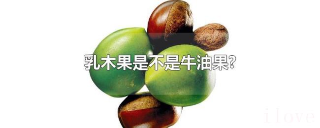 乳木果是不是牛油果?
