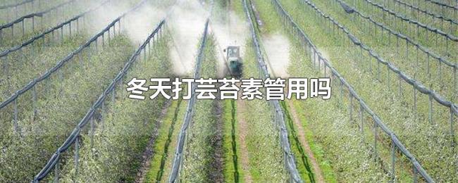 冬天打芸苔素管用吗 冬天打芸苔素管用吗