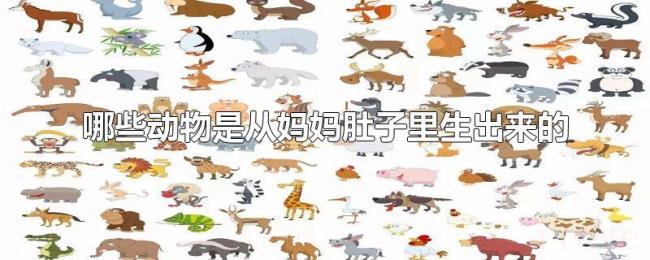 哪些动物是从妈妈肚子里生出来的