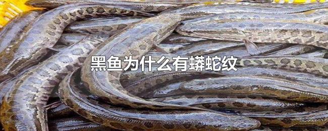 黑鱼为什么有蟒蛇纹