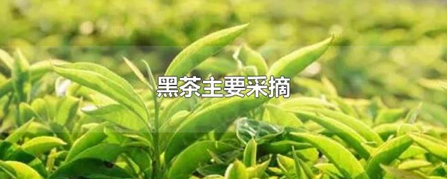 黑茶主要采摘 黑茶主要采摘