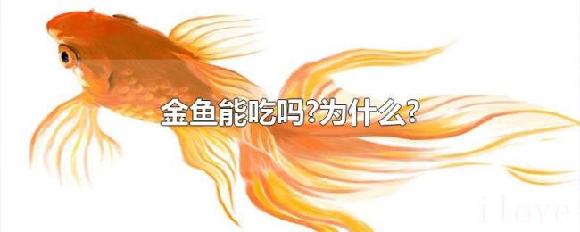 金鱼能吃吗?为什么? 金鱼能吃吗?为什么?