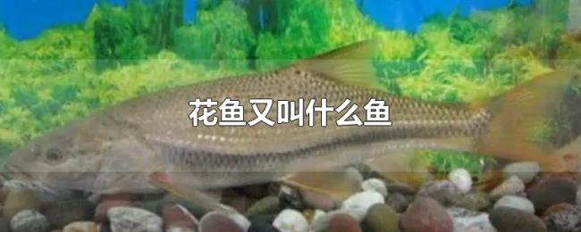 花鱼又叫什么鱼 花鱼又叫什么鱼