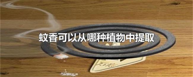 蚊香可以从哪种植物中提取