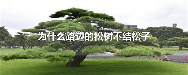 为什么路边的松树不结松子